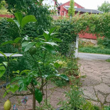 Camilles Traedgaard Utomhus