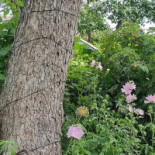 Camilles Traedgaard Utomhus