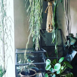 Zest Karlstads Gröna Oas Dryck