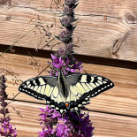 Button Town Café Dryck