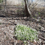 Button Town Café Utomhus