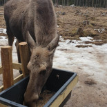 Majas Munkfors Restaurang Gatukök Utomhus