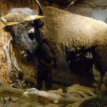 Texas Saloon Inomhus