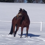 Prima Pizza Restaurang Dryck