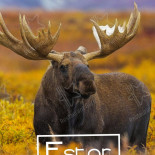 Restaurang Ester Meny