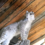 Vippabackens Servering Utomhus