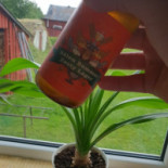 Myckelbyns Gästgiveri Inomhus