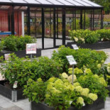 Plantmarknaden Trädgård Café Utomhus