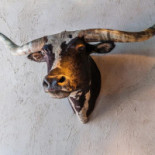 Texas Longhorn Utomhus