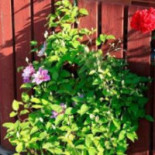 Farmor Annas Matstuga Utomhus