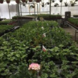 Flädergården Utomhus