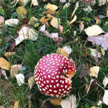 Berghems Pizzeria Utomhus