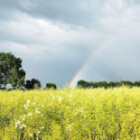 Staffans Pannkakor Utomhus