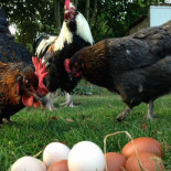 Clp Food Event Utomhus