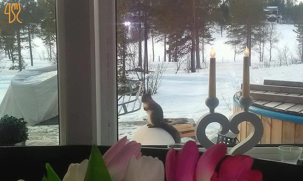 Restaurang Fjällbjörken Utomhus