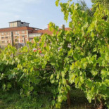 Winegarden Pizza Utomhus