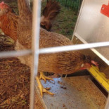 Pizzeria Åsaka Dryck