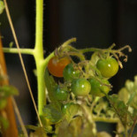 Kungsholmens Pizza Deli Dryck