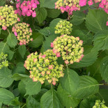 Bistro Serrano Utomhus