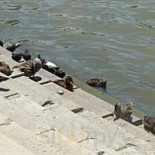 San Marino Restaurang Pizzeria Utomhus