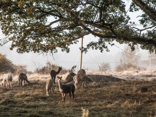 Glass- Och Gottboden
