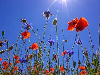 FÖreningen Skillinge Hamnkrog