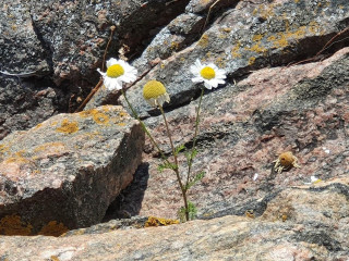 Strandgrillen I Arkosund