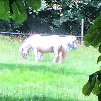 Stall Dalhems HÄstgÅrd